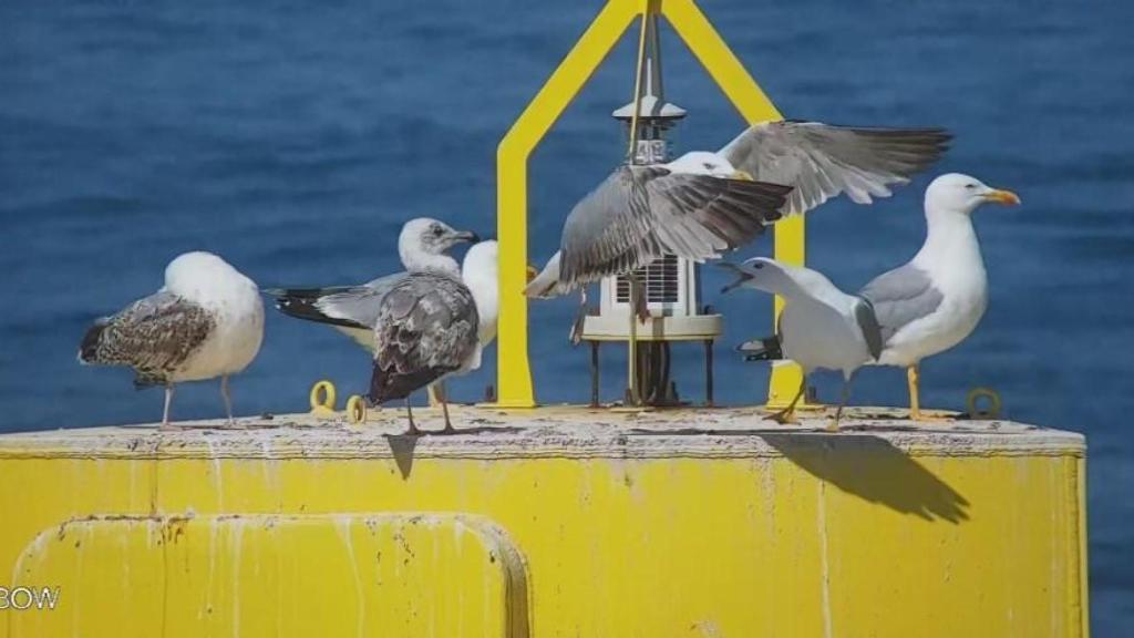 Saitec ha realizado numerosos estudios medioambientales sobre el impacto en el medio de la eólica flotante