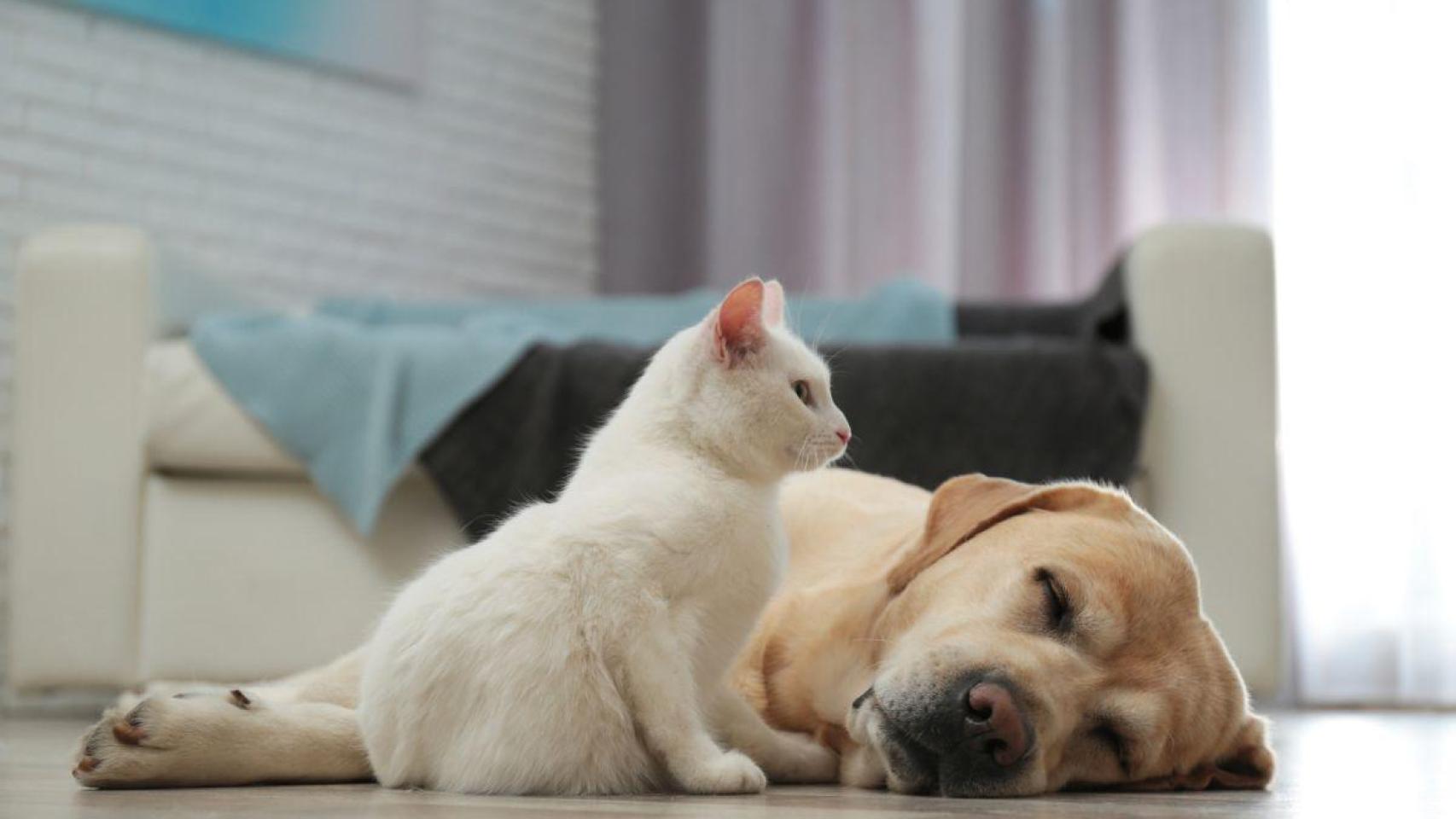 Un perro y un gato se hacen compañía. 