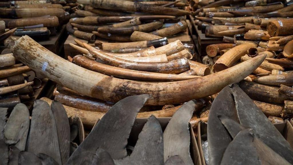 Marfil de elefante en bruto