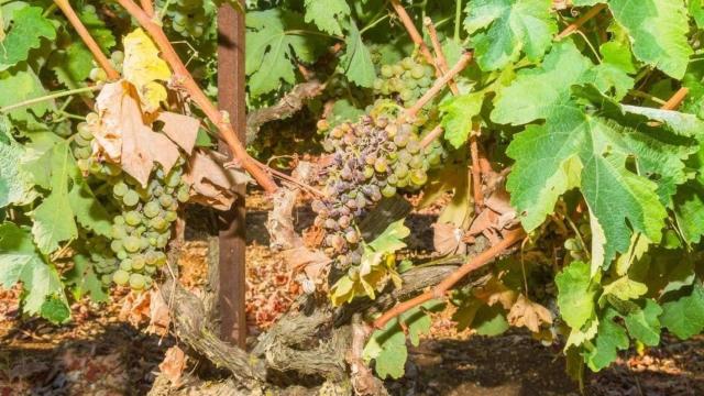 Enfermedades de la vid