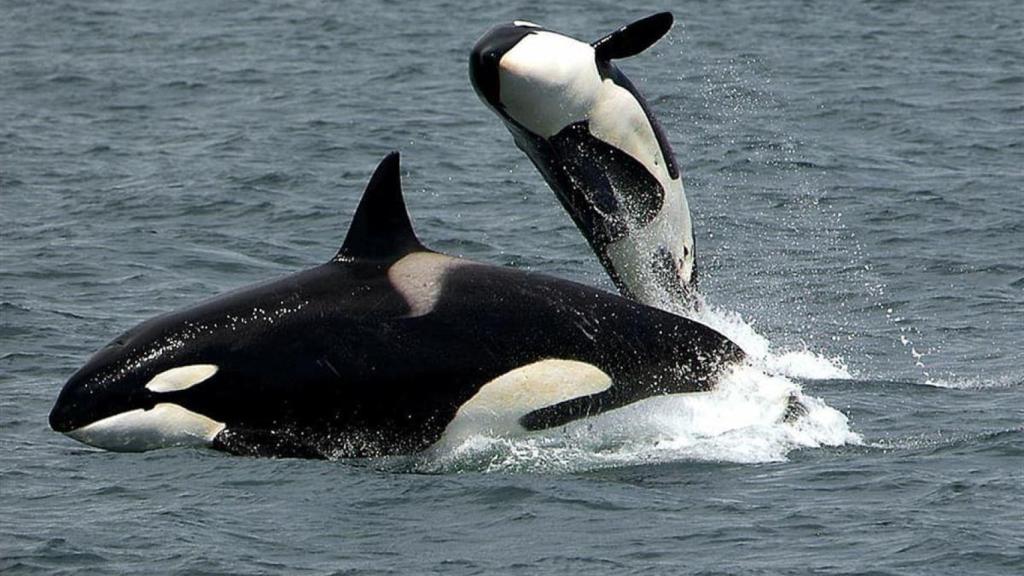 Orcas