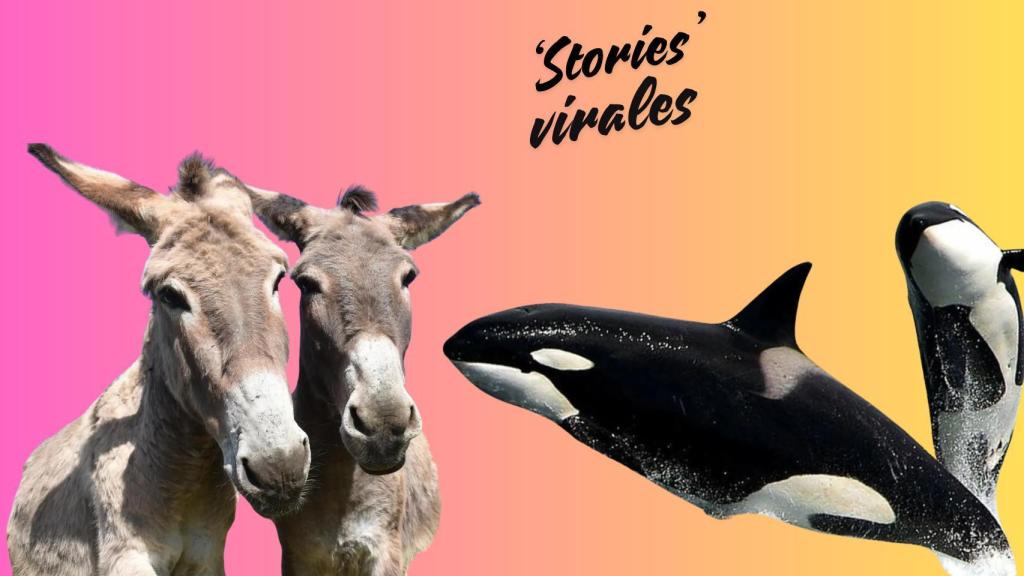 Orcas y burros, temas virales