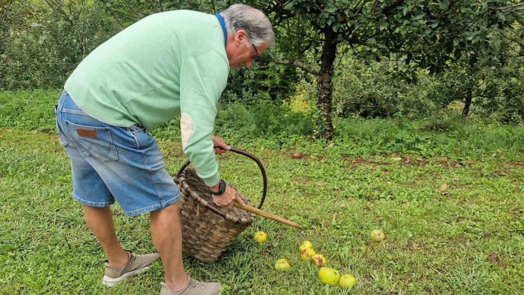 Las manzanas esperan pacientes a pie de árbol para ser recogidas
