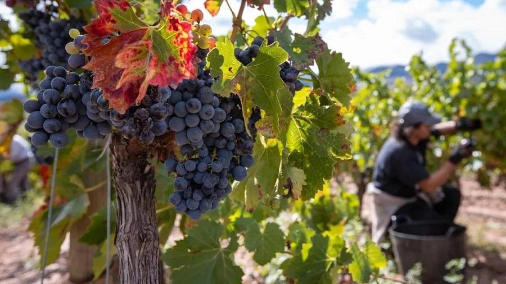 Vendimia en la localidad riojana de Badarán