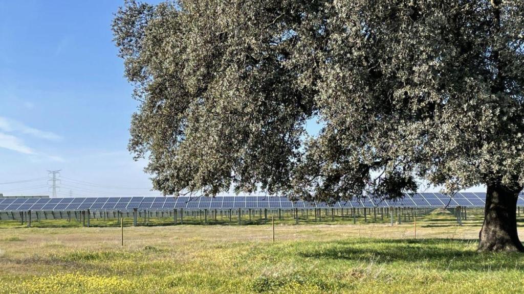 Encinas y paneles solares