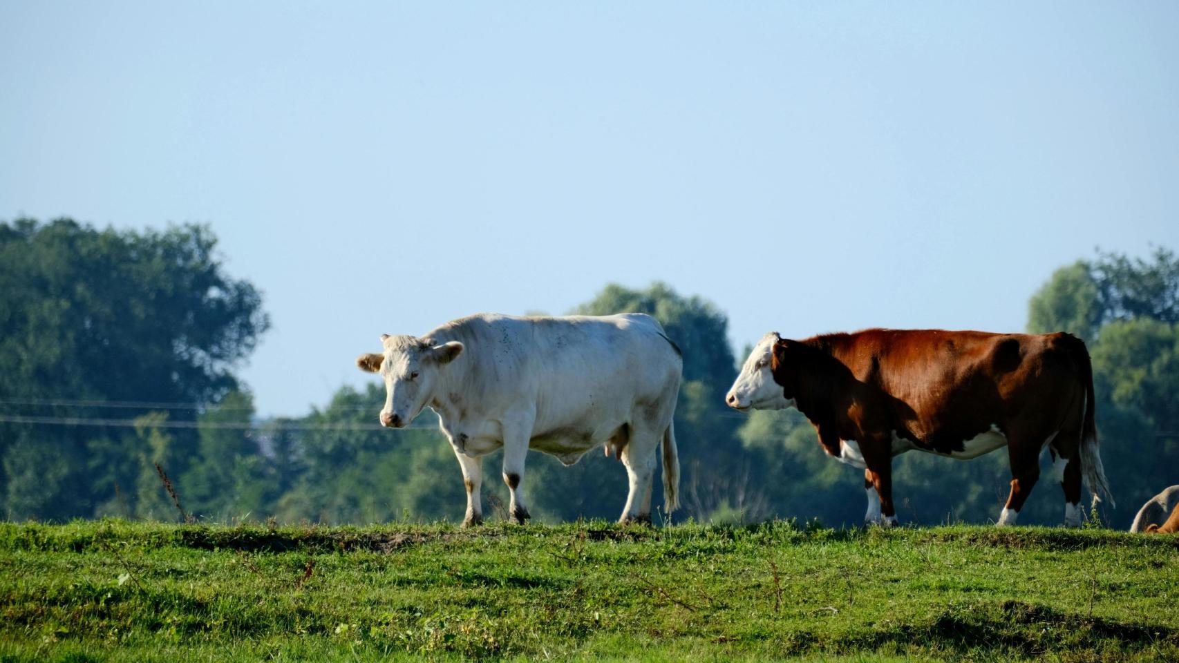 Suspendidas en Euskadi las ferias ganaderas como medida preventiva ante la dermatosis nodular