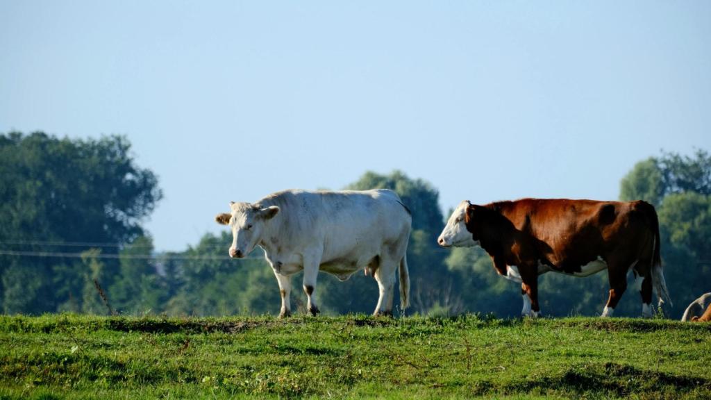 Suspendidas en Euskadi las ferias ganaderas como medida preventiva ante la dermatosis nodular