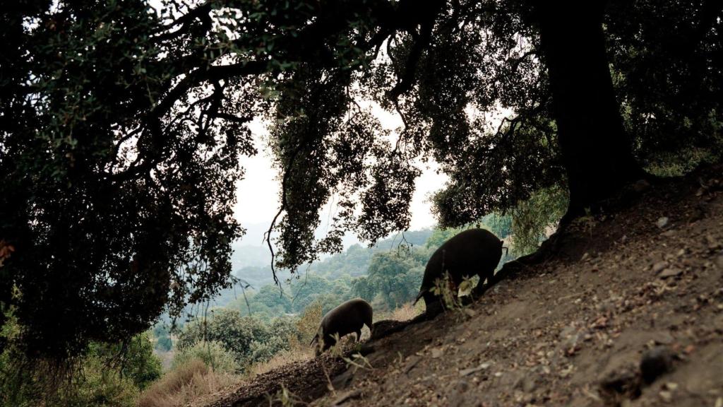 En libertad, sin fronteras, sin límites, los cerdos comen hasta saciarse bellotas y castañas dispuestas en un terreno que les obliga a “esforzarse”, por lo que sus carnes son de calidad superior