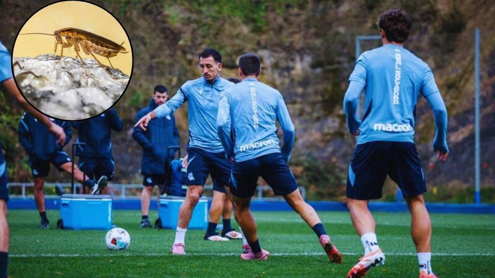 La Real 'ficha' a una empresa de control de plagas tras duplicar sus ingresos comerciales