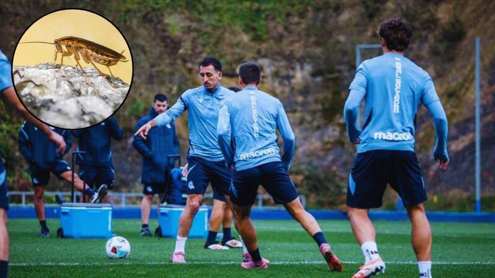 La Real 'ficha' a una empresa de control de plagas tras duplicar sus ingresos comerciales