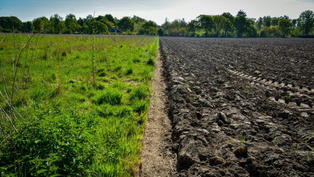 El humus de lombriz es un fertilizante que se puede utilizar en la recuperación de todo tipo de suelos