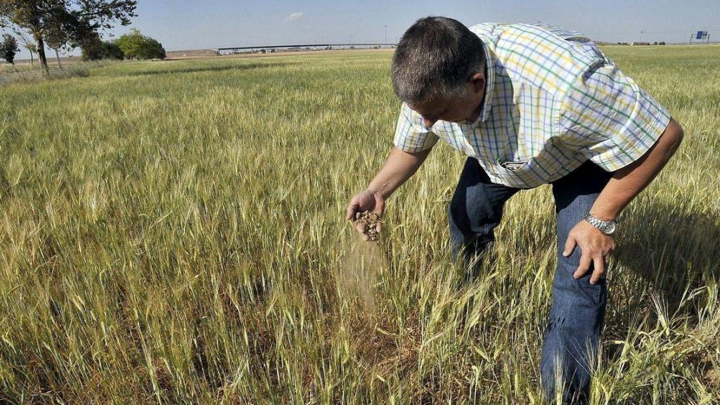 Un agricultor contempla los efectos de la sequía en una finca de Albacete. Foto: EFE/Manu