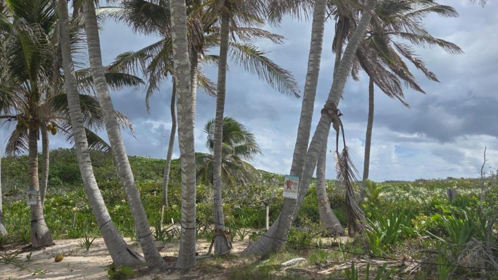 Las cuatro tortugas más frecuentes en México llegan a Contoy, en sus cuyas lagunas viven las fragatas, un ave capaz de pasar la mayor parte de su vida volando sin dormir