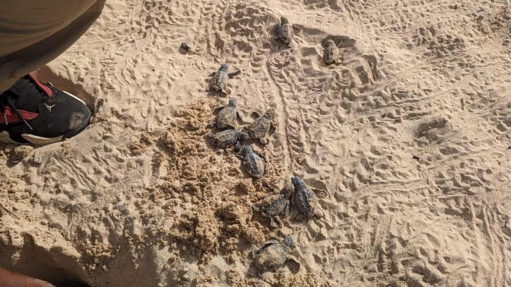 De las siete especies de tortugas marinas existentes, seis han escogido como hogar México. De ellas, cuatro prefieren Quintana Roo y dos han elegido la playa Aventuras donde son cuidadas y protegidas