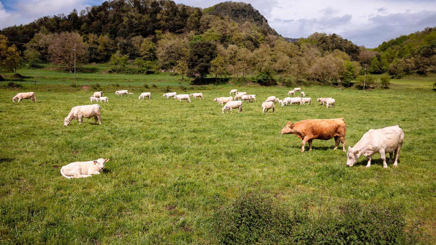 Animales en el campo.