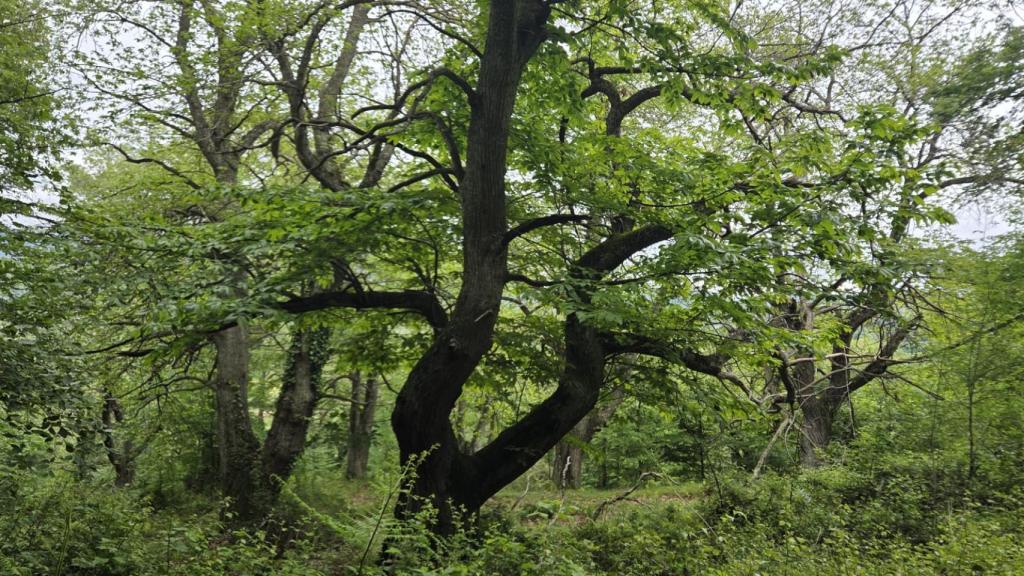 El castañar de Apellaniz es un ejemplo de gestión comunal tradicional. Un paseo relajante permite disfrutar de la sombra que brindan castaños, hayedos o marojos avistando un terreno arenoso y húmedo en el que resulta difícil el cultivo