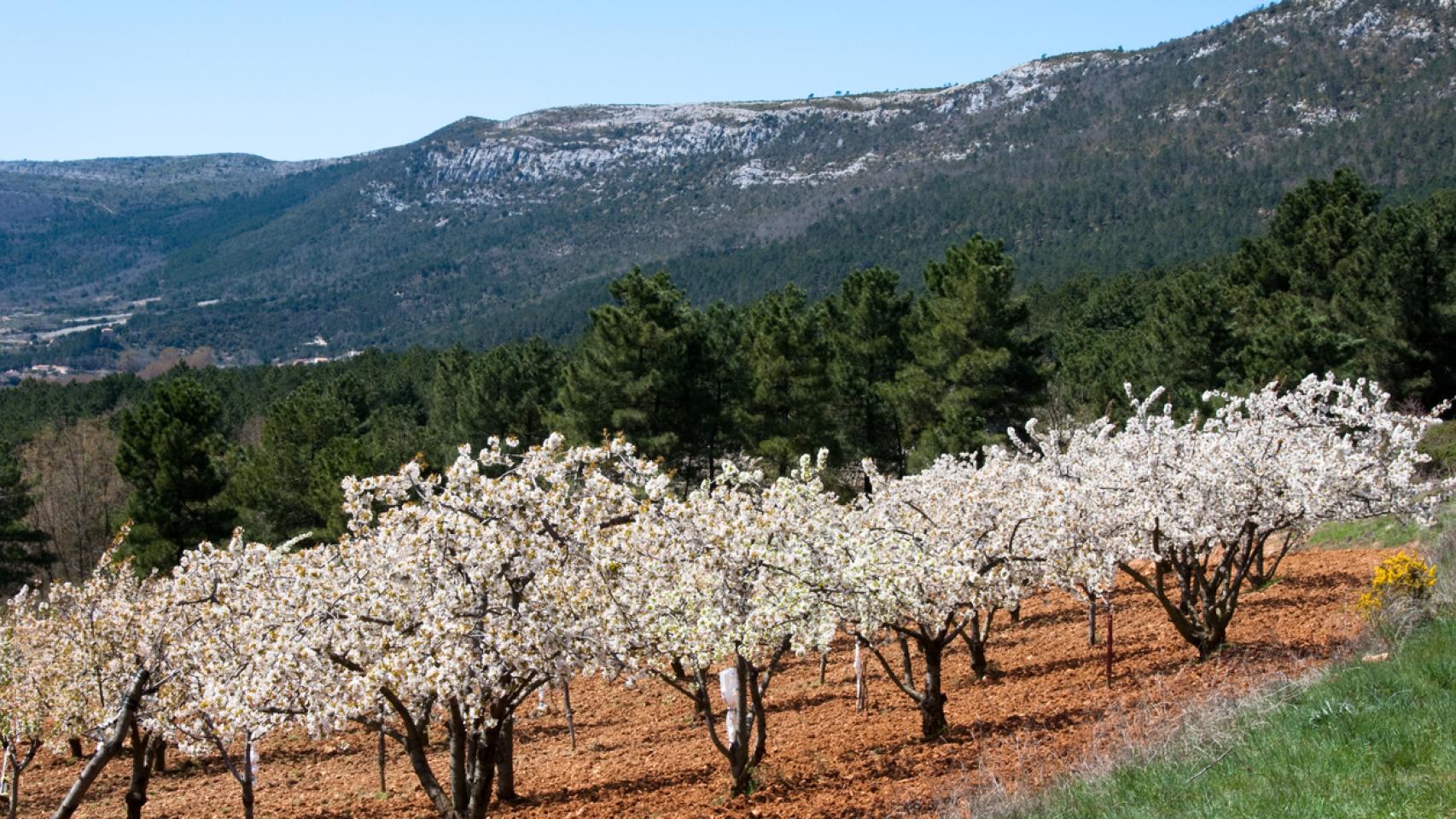 El rincón con cerezos en flor que enamora a los vascos. 