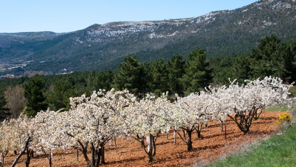 El rincón con cerezos en flor que enamora a los vascos. 
