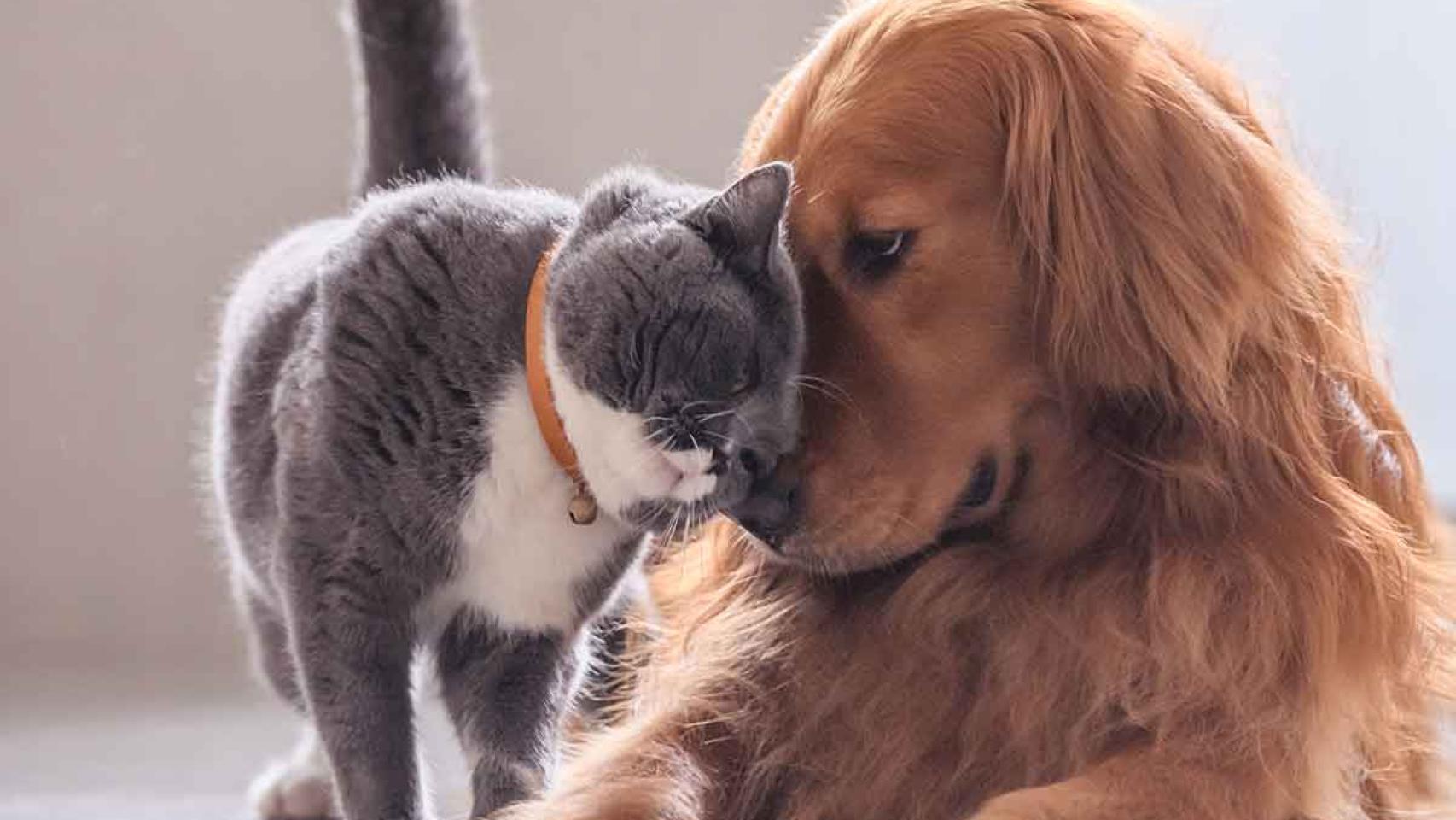 Un gato y un perro. 