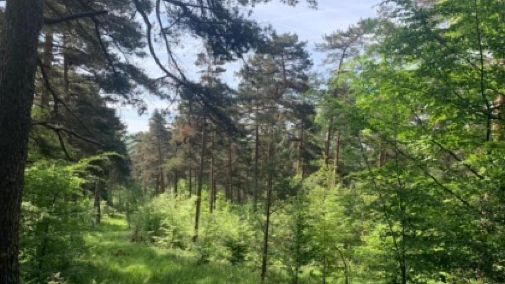 Bosque en Vitoria-Gasteiz