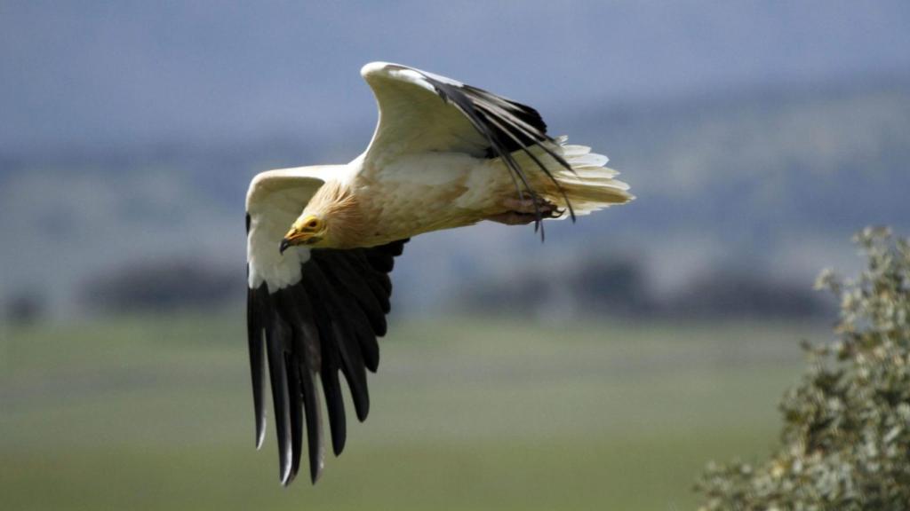 Un alimoche volando