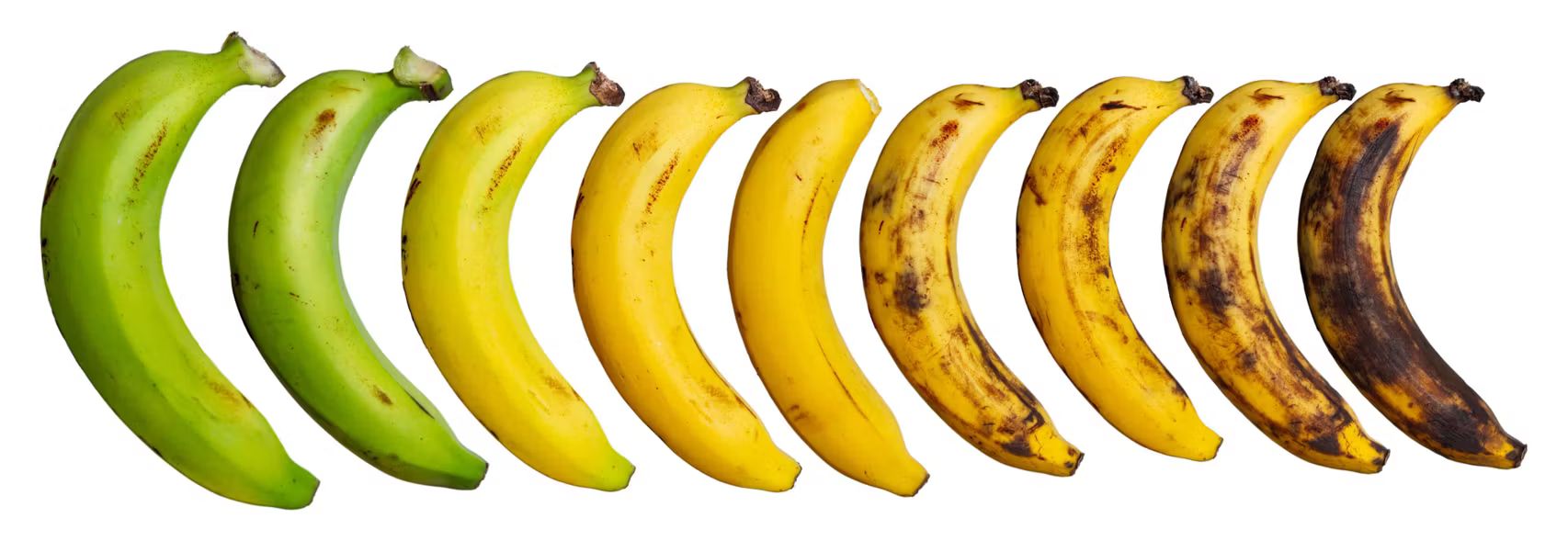 Ciclo de vida de un plátano