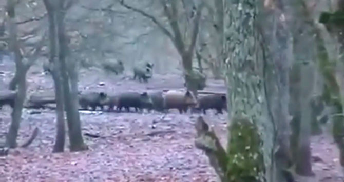 Imagen de jabalís en el parque de Collserola (Barcelona) / CG