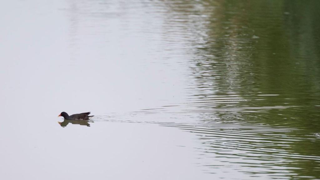 Canal de la Infanta, un ejemplo de reutilización del agua regenerada para usos agrícolas / AIGÜES DE BARCELONA