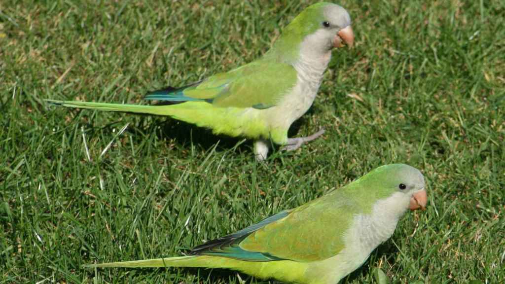 Dos ejemplares de cotorras argentinas