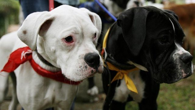 perros peligrosos
