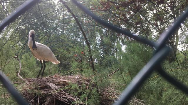 Una de las aves que no se ha escapado del espacio atacado en el Zoo de Barcelona / DGM