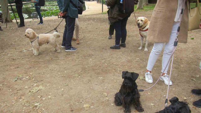 Los perros cada día tienen más difícil encontrar áreas de recreo en Barcelona / EP