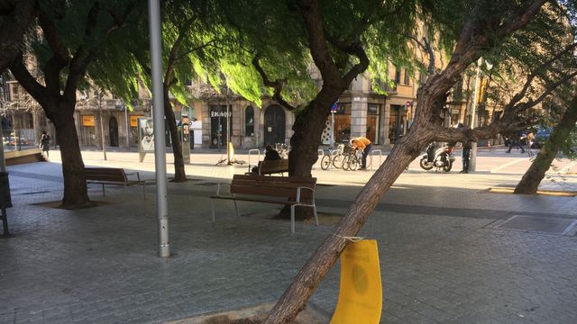 Tronco inclinado por el viento en la calle Balmes con París / AROA ORTEGA