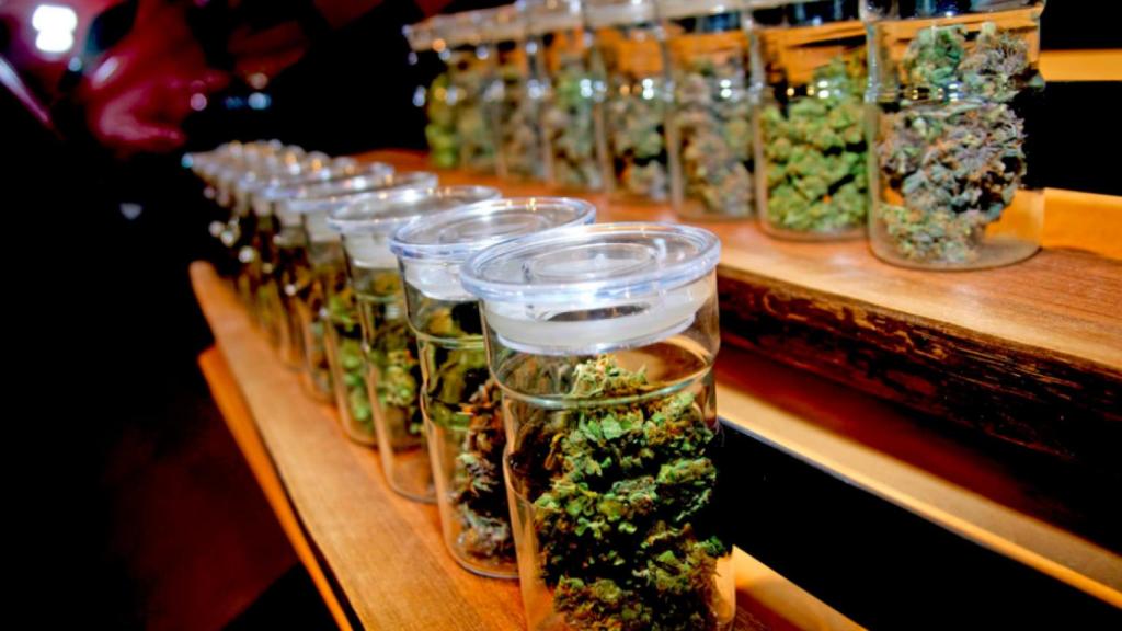 Pots amb cànnabis d'un dels clubs cannàbics
