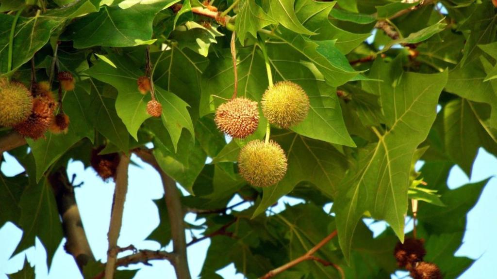 El fruit del plàtan / MA