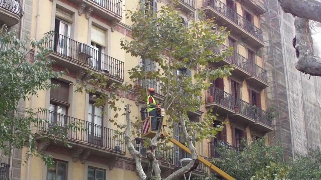 Els plàtans ocupen bona part de l'arbrat de Barcelona i són els principals responsables de les al·lèrgies provocades pel pol·len / MA