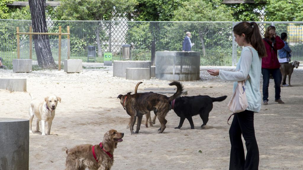 Imatge d'arxiu de veïns amb els seus gossos en un pipicà de Barcelona