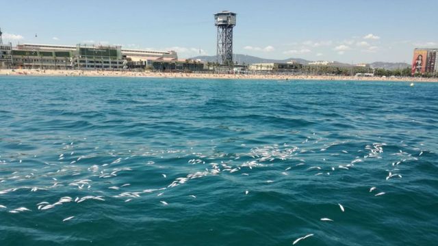 Aspecto que ofrecía el agua, cubierta de peces muertos, frente a las playas de La Barceloneta / GU