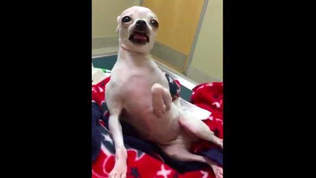 Esta es la reacción del perro después de comerse la planta de marihuana / TWITTER