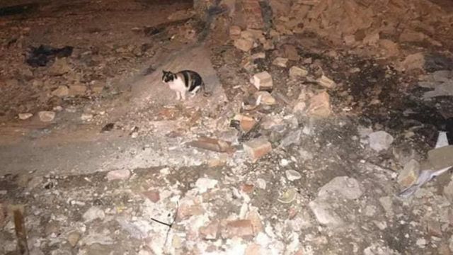 Los gatos de una colonia se han quedado sin cobijo / DeGats