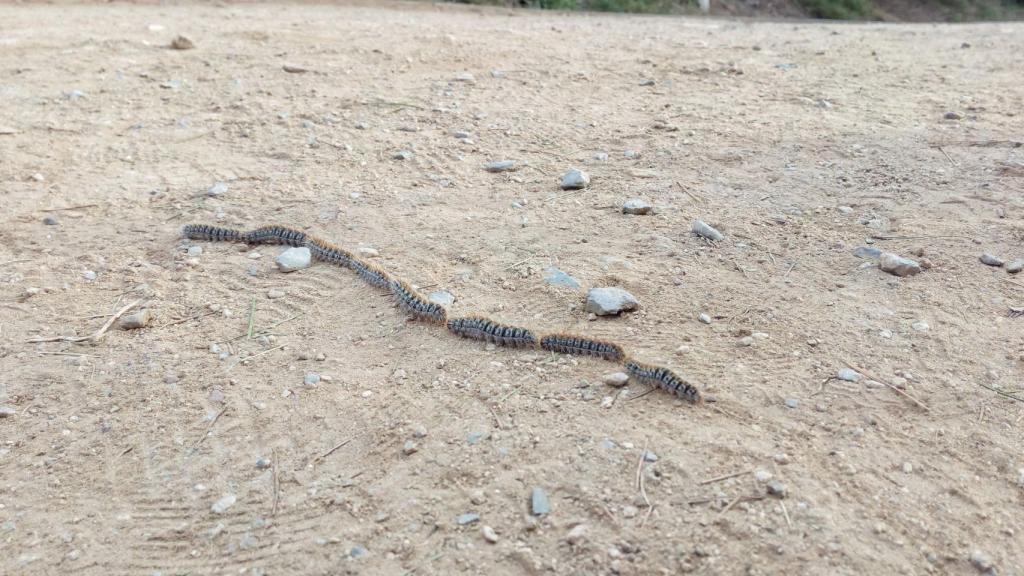 La oruga procesionaria llega a los parques de Barcelona