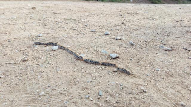 La oruga procesionaria llega a los parques de Barcelona
