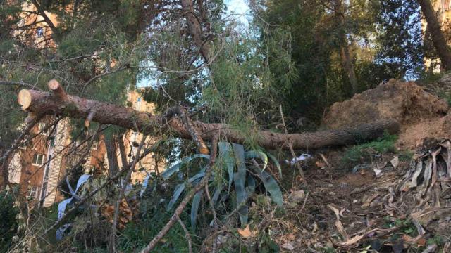 El árbol cayó hace más de un año y todavía sigue en 'su' lugar
