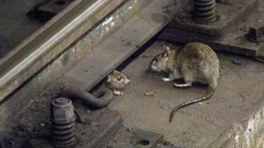 El metro de Barcelona se ha convertido en un templo para las ratas / ARCHIVO