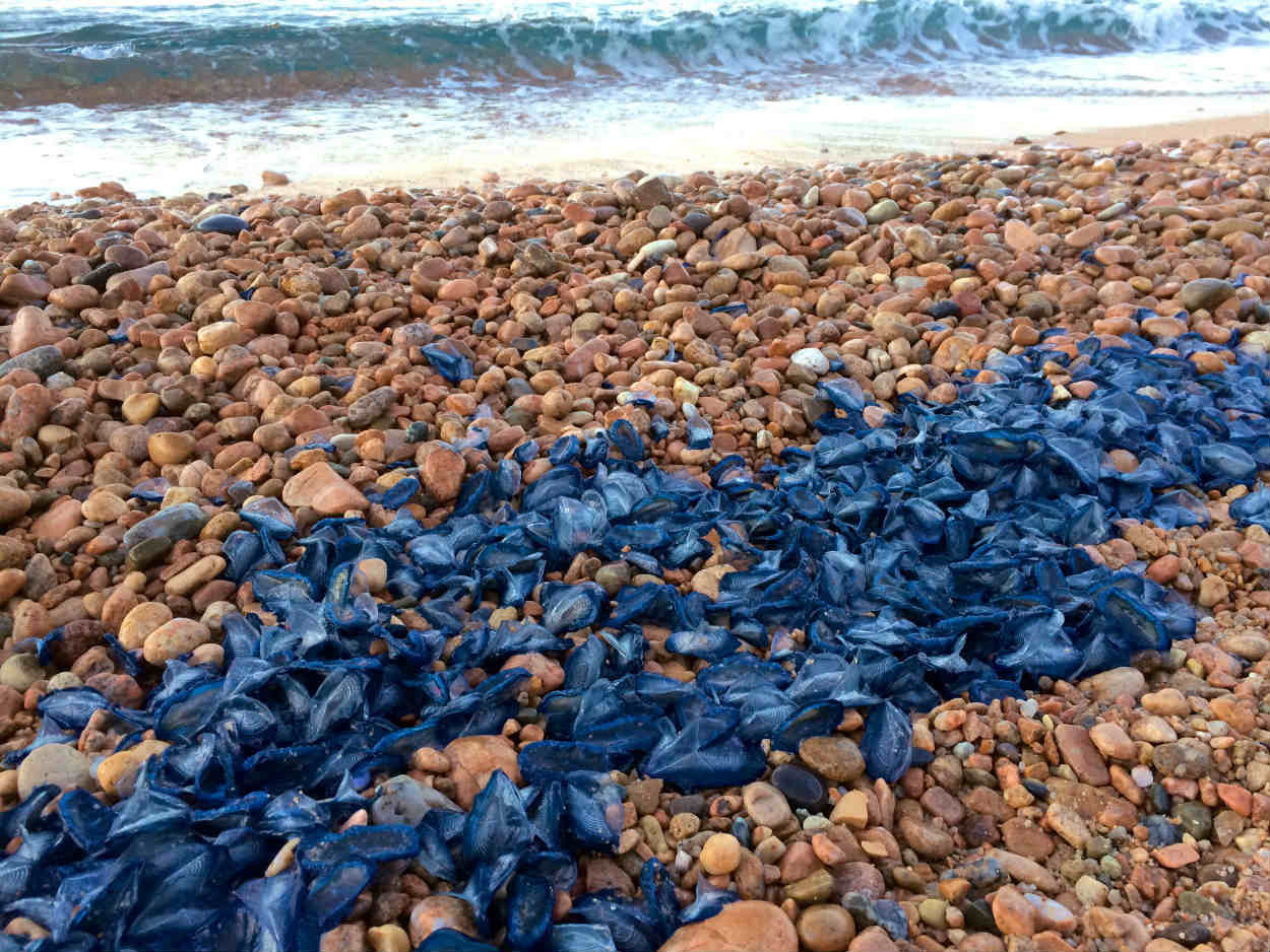Medusas en las playas de Barcelona / @R_Geeb