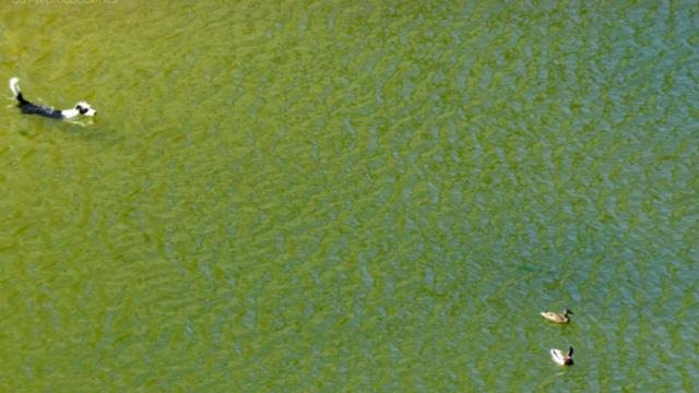 Un perro persigue a una pareja de patos en el lago del parque de Diagonal Mar