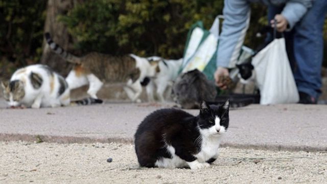 Un hombre alimenta una colonia de gatos en la calle / EFE