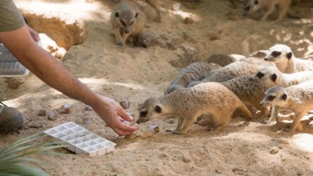Suricatas al Zoo de Barcelona passant l'onada de calor / EFE