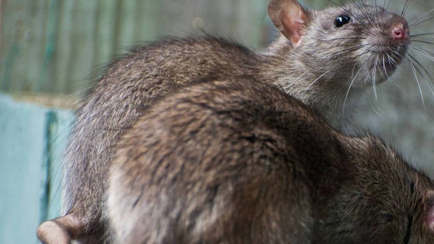 Denuncian una plaga de ratas 'escaladoras' en un parque de Collblanc en ...