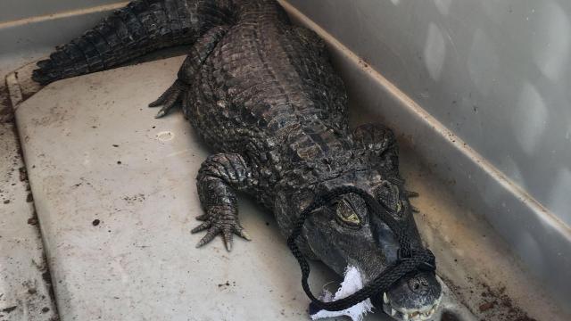Hallan un caimán de 110 centímetros en un establecimiento de Barcelona